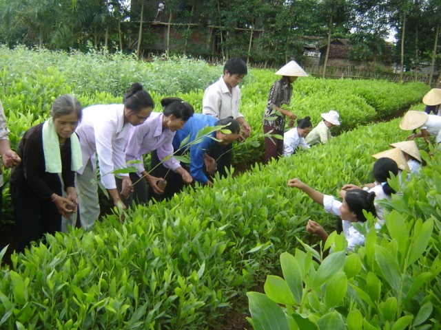 lam nghiep