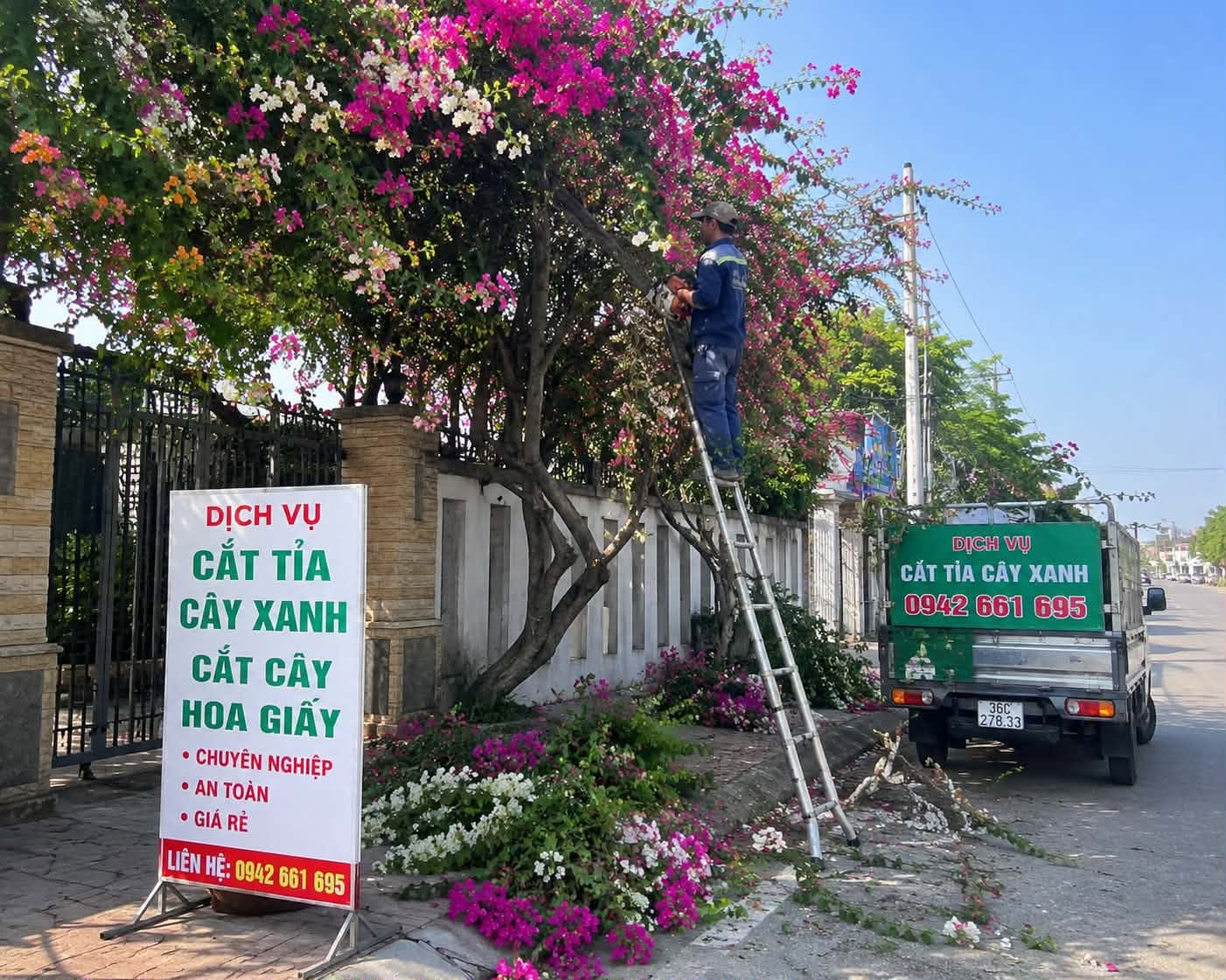 Cắt cây thanh hoá-cưa cây tại thanh hoá.tỉa càng cây
