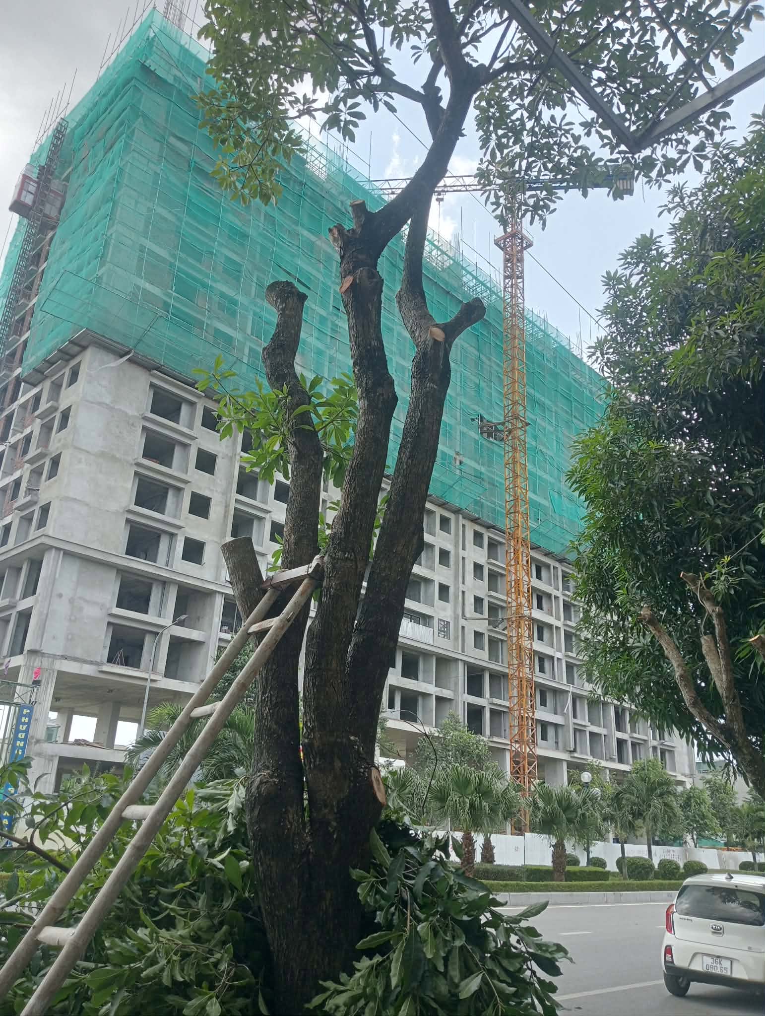 DỊCH VỤ CẮT CÂY-CƯA CÂY-TỈA CÀNH CÂY THANH HÓA